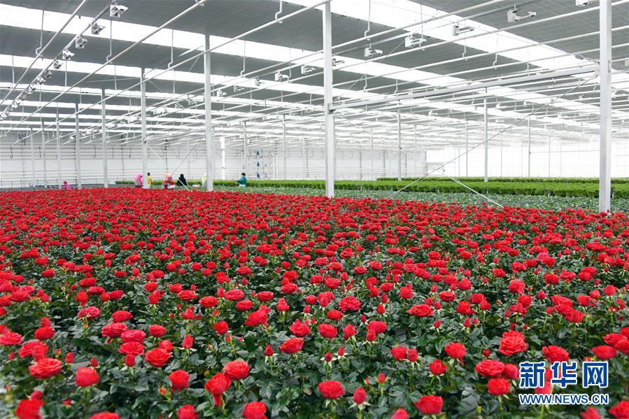 (五中全会精神在基层·图文互动)(2)从黄土荒坡到万亩良田——兰州新区现代农业发展“变奏曲”