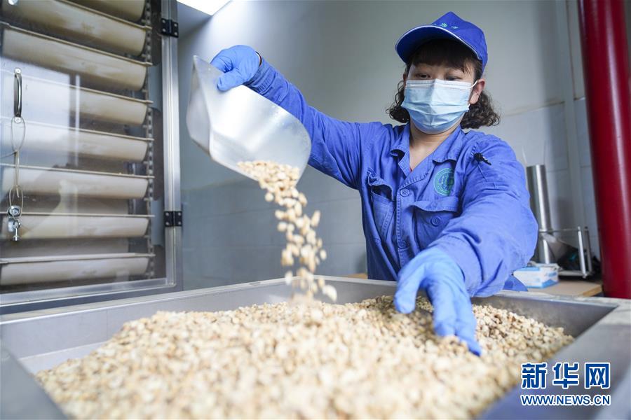 (决战决胜脱贫攻坚·图文互动)(2)重庆三峡库区从“中华药库”里探寻脱贫致富“良方”