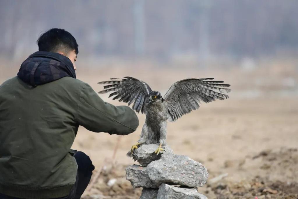 国际爱鸟日：“95后”从500强企业辞职，选择成为一名“猛禽康复师”