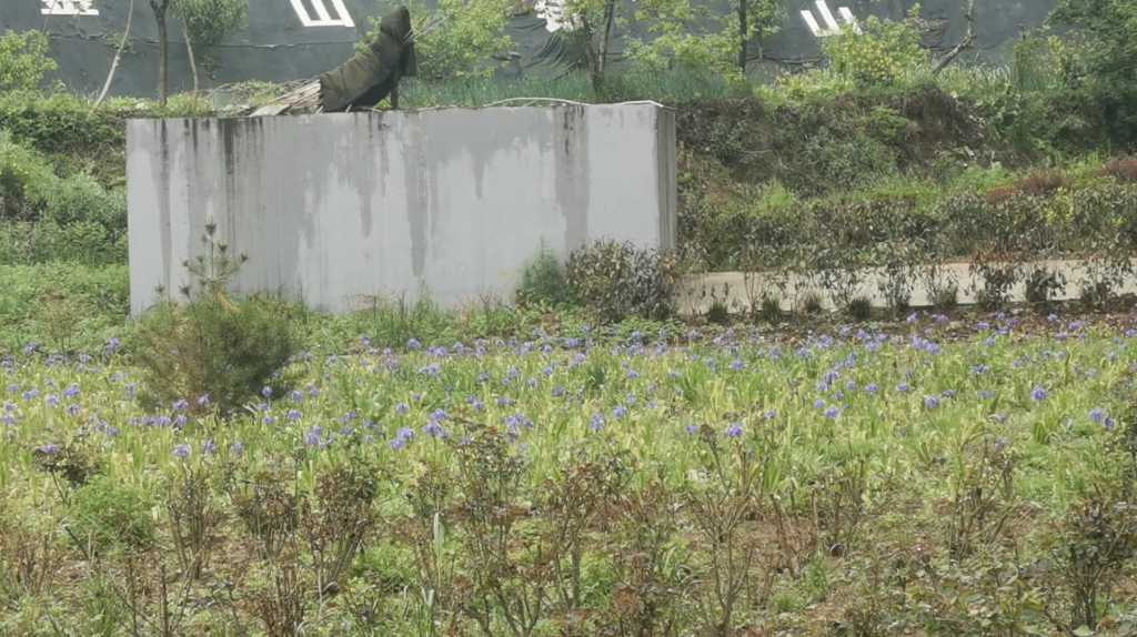 河南三门峡“优秀示范村”的尴尬：污水处理站长期“沉睡” 农民自建厕所不敢用