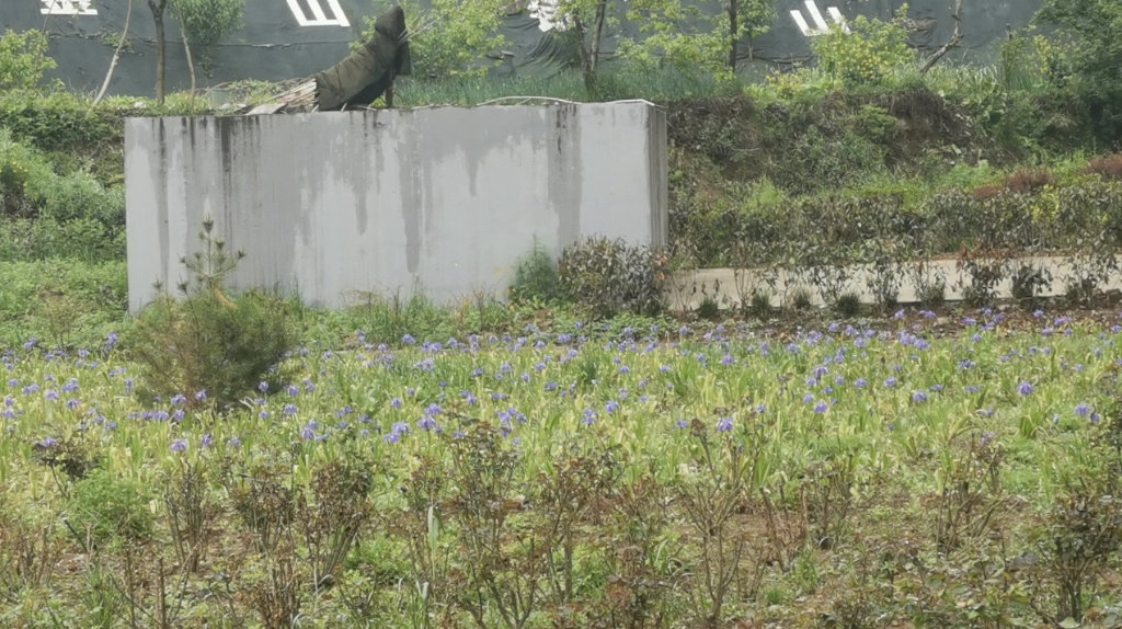 “优秀示范村”的尴尬：污水处理站长期“沉睡”，农民自建厕所不敢用