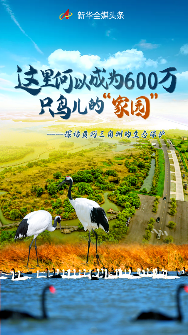 黄河三角洲成为600万只鸟儿的“家园”