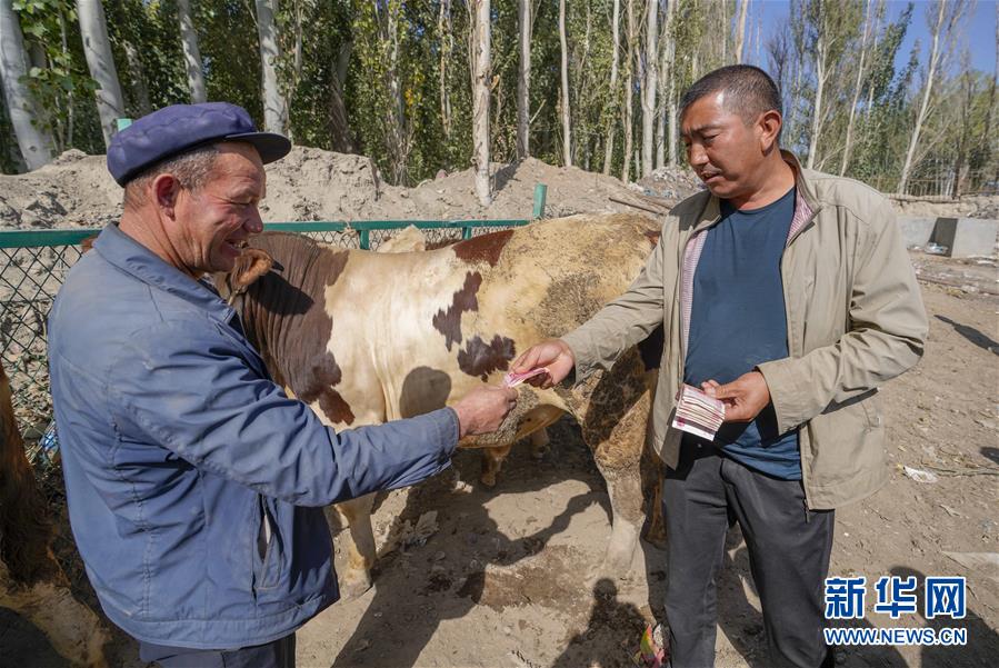 9月21日，新疆疏附县托克扎克镇阿亚格曼干村村民阿卜都克尤木·肉孜(右)在牛羊巴扎上选购。 新华社记者 赵戈 摄