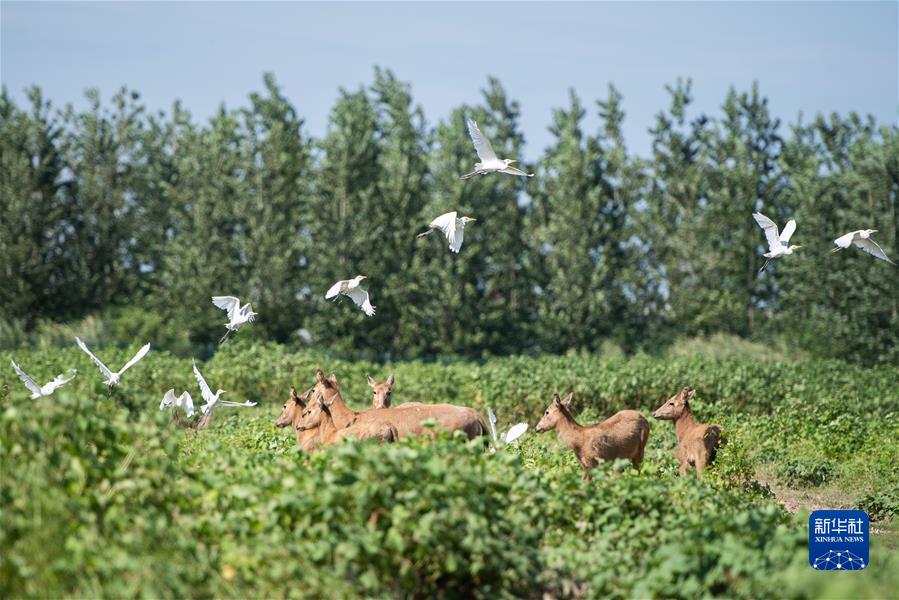 （新华全媒头条&middot;聚焦生物多样性大会&middot;图文互动）（9）携手同行，开启人类高质量发展新征程&mdash;&mdash;习近平主席在《生物多样性公约》第十五次缔约方大会领导人峰会上的主旨讲话解读