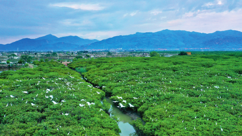 让绿水青山永远成为福建骄傲