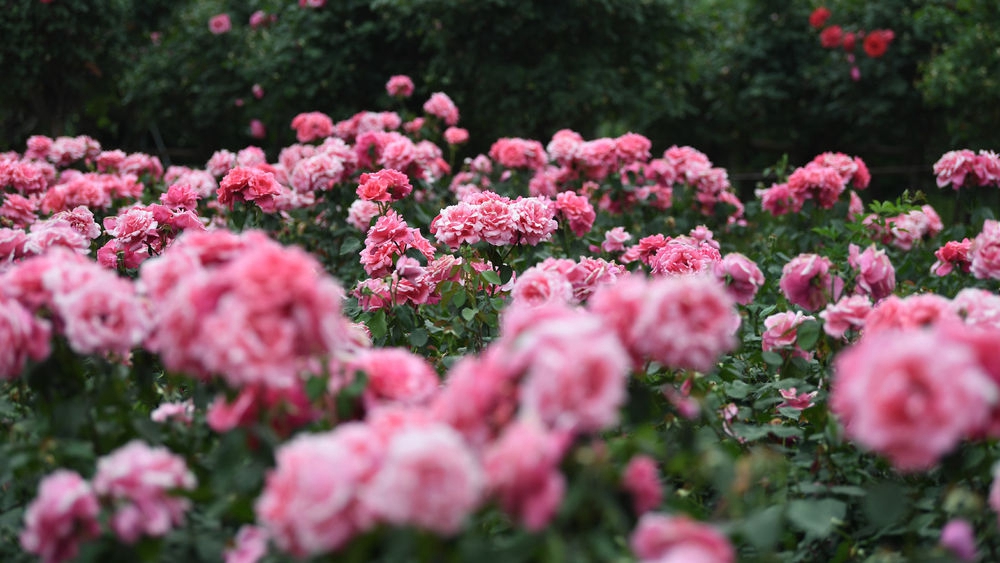 总书记走进这片花海