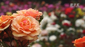 跟着总书记的考察足迹｜Vlog：这个博览园，有什么不一样