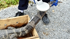 安徽泾县：扬子鳄&ldquo;搬家&rdquo;野外