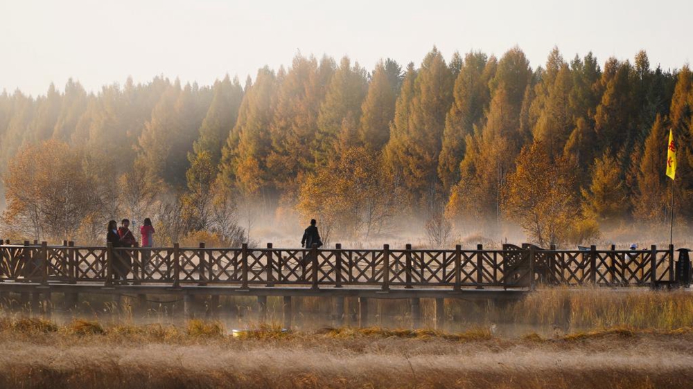 潮头观澜｜&ldquo;荒原变林海&rdquo;的人间奇迹