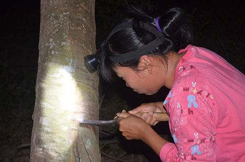 记者实地探访割胶一线普通女胶工