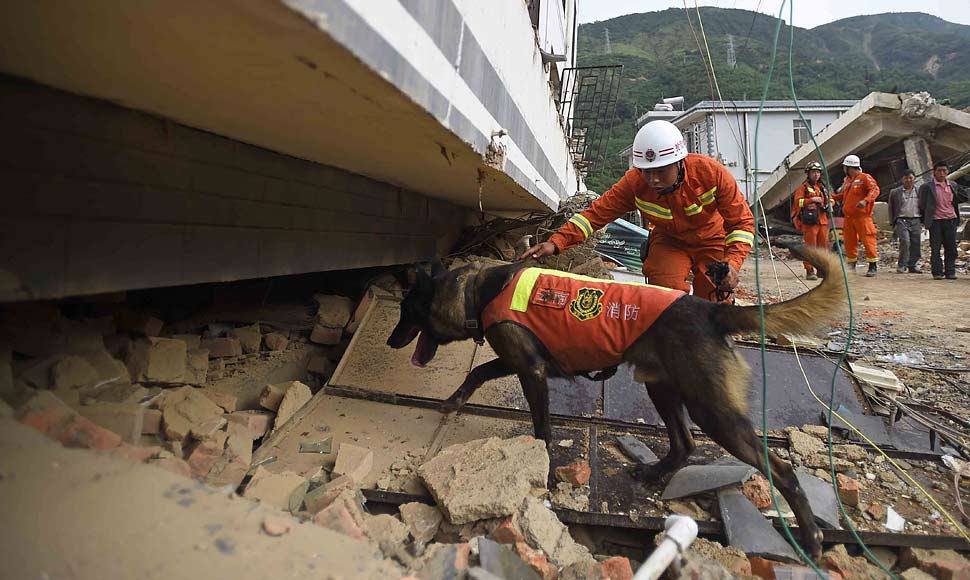 搜救犬全力寻找幸存者