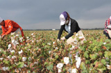 新疆兵团第六师开始采摘新棉