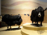 西藏规模最大的群众文化体育中心竣工并验收