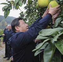 习近平牵挂的十一件农事