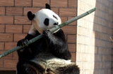 大熊猫&ldquo;吹笛子&rdquo;萌翻全场