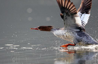 三峡库区发现&ldquo;鸟中大熊猫&rdquo;中华秋沙鸭