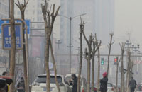 太原街头现&ldquo;无头树&rdquo;
