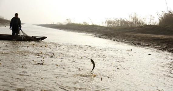 冬日仙桃：捕捞长江野生鳡鱼