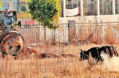 昆明上演人牛大战