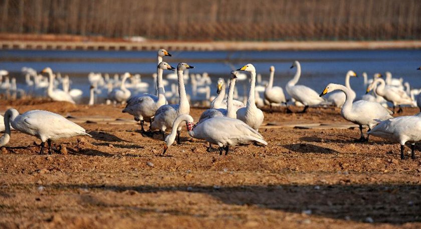 山西平陆黄河湿地发生白天鹅禽流感疫情