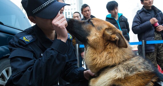 警犬&ldquo;高富帅&rdquo;待遇超好