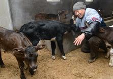 奶牛入&ldquo;托&rdquo;应对卖奶难