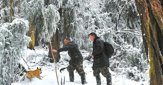 四川&ldquo;熊猫爱情走廊&rdquo;守护人 大雪中巡山拾垃圾