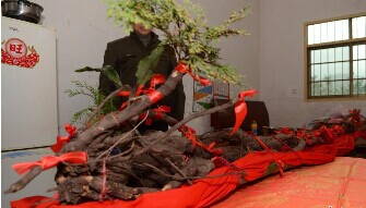 浙江金华一村民挖到根状物 疑似千年野生何首乌