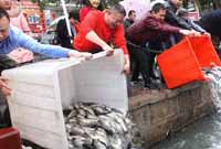 温州百名商户投放8万鱼苗替代&ldquo;开门炮&rdquo;