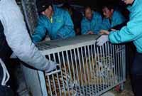 山东坠亡幼虎同伴被运抵救助站