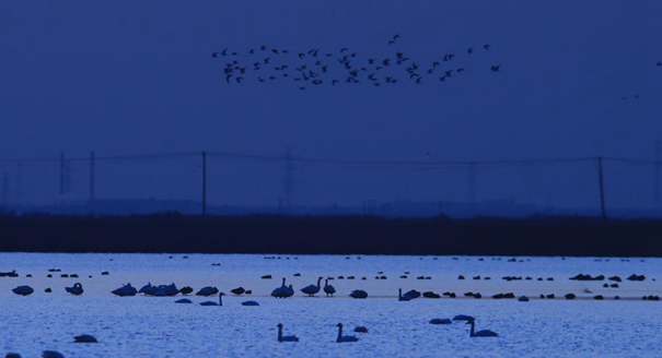 天津北大港湿地进入候鸟迁徙高峰季