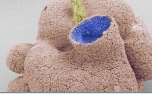 中国发现地球最古老原始动物化石