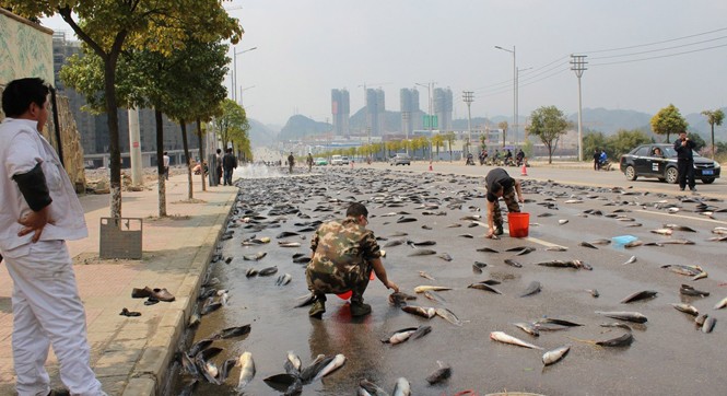 贵州万斤鲶鱼散落一地 公路瞬间成鱼池