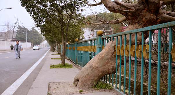 湖北十堰现&ldquo;树坚强&rdquo; 金属护栏穿胸依旧枝繁叶茂