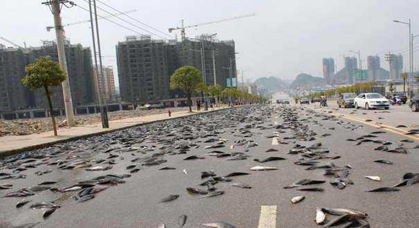 贵州万斤鲶鱼散落一地 公路瞬间成鱼池
