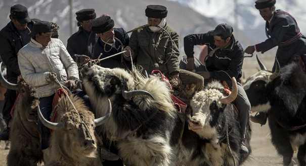 帕米尔高原上演独特牦牛叼羊