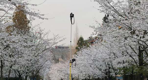 南京鸡鸣古刹樱花开 无数相机“竞折腰”