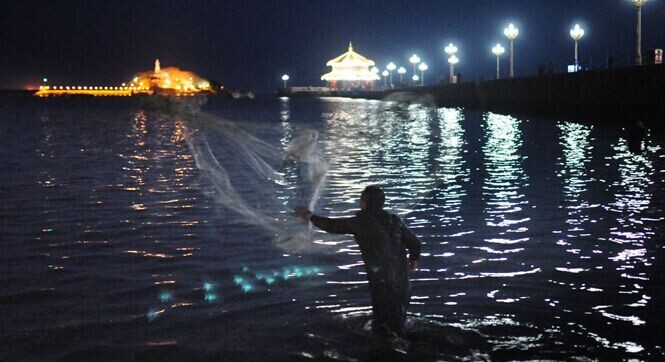 青岛梭鱼扎堆引发捕捞潮 市民昼夜下海撒网捞鲜