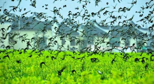 湖南安仁 万鸟欢聚花海