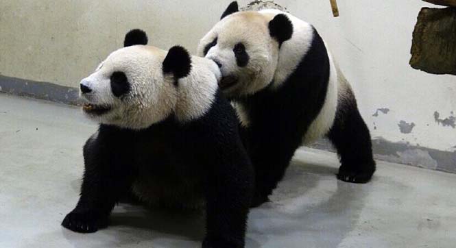 赠台大熊猫&ldquo;团团&rdquo;&ldquo;圆圆&rdquo;进行人工授精