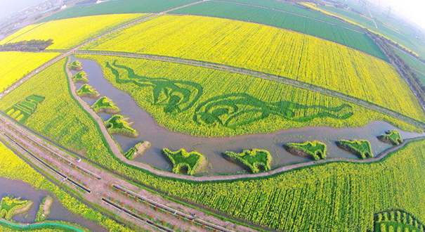 上海油菜花田现巨幅大地油画《丝绸之路》