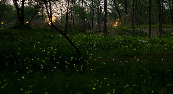 丽水“萤光海”惊艳众人
