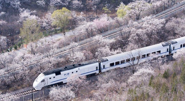 和谐号列车穿越居庸关花海 被赞开往春天的列车