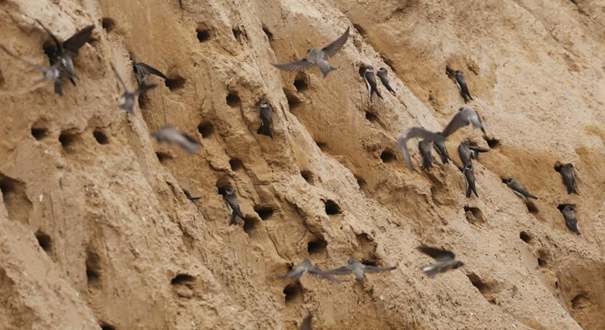 数千只崖沙燕安家筑巢郑州一工地