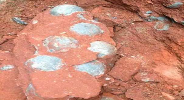 广东闹市挖出43枚恐龙蛋化石