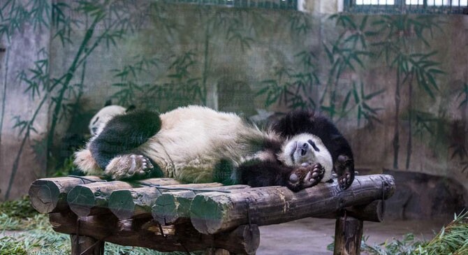 杭州大熊猫展现高难度睡姿萌倒众游客