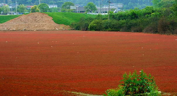 湖北宜昌浮萍泛滥如红地毯