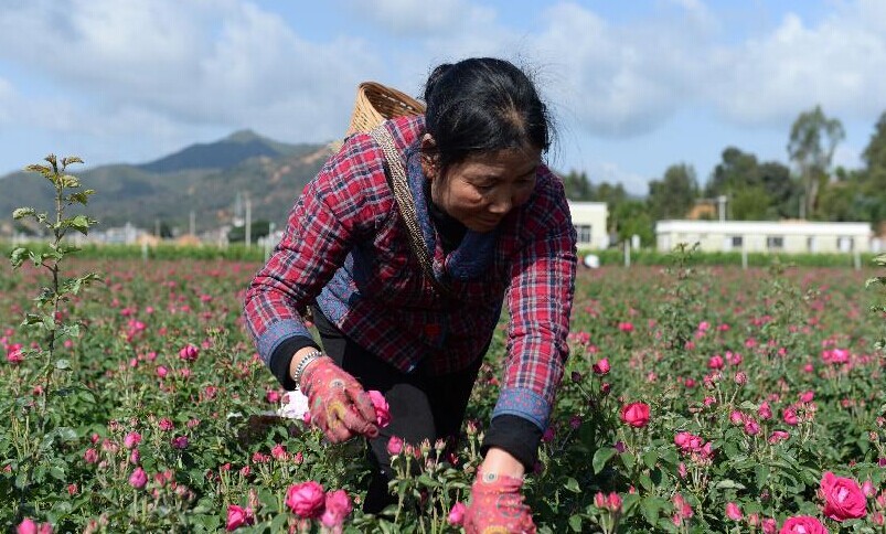 食用玫瑰价格&ldquo;跳水&rdquo;　云南安宁花农愁坏