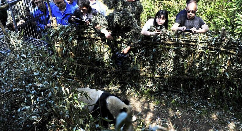 获救野生大熊猫&ldquo;卧龙二号&rdquo;放归自然