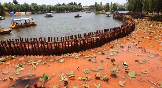 昆明大观公园&ldquo;填湖种荷&rdquo;被叫停 市民担心滇池被污染